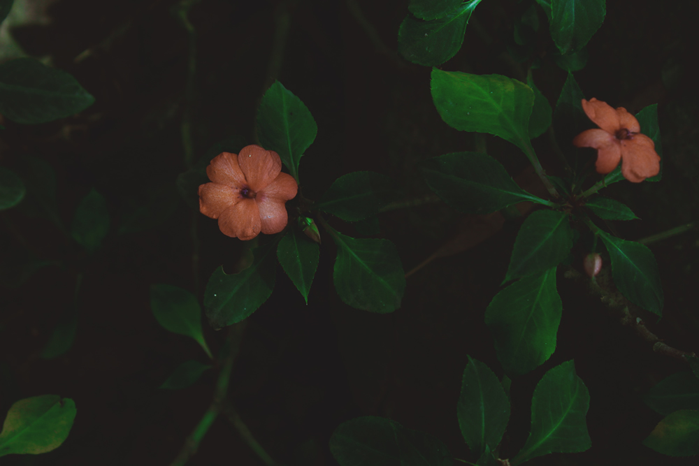 trinitaria